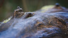 Ein Holzknauf mit den Strukturen eines Baumstammes :)) A wooden knob with the structures of a tree trunk :)) Un bouton en bois avec les structures d'un tronc d'arbre :))