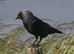 5T2A6705 Jackdaw
