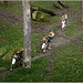 ...."Follow the leader" !
