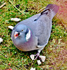 Woodpigeon