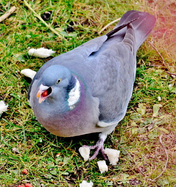 Woodpigeon