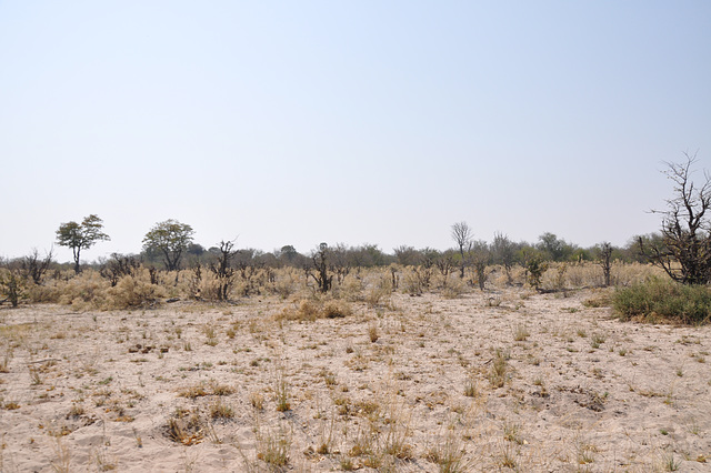 Tiel aspektas la ebenaĵoj kovrotaj de la akvo de la Okavango-Delto dum la pluva sezono