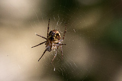 20160512 1464VRMw [D~LIP] Gartenkreuzspinne (Araneus diadematus),  Bad Salzuflen