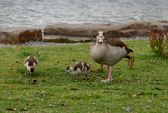 Nilgänse am Phönixsee