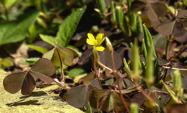 20170704 2346CPw [D~LIP] Aufrechter Sauerklee (Oxalis stricta L., Syn.: Oxalis europaea Jord. und Oxalis fontana Bunge), Bad Salzuflen