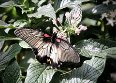 Tropen-Schmetterling