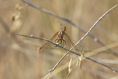 Orange Meadowhawk