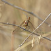 Orange Meadowhawk