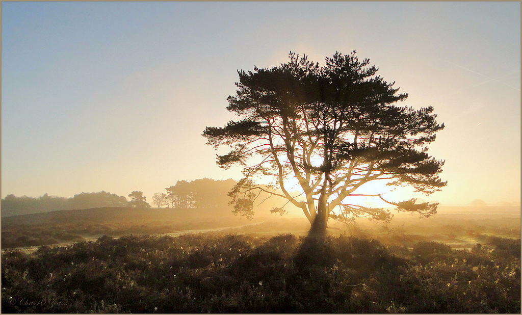 Favorite Tree...