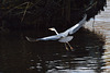 Grey Heron in Flight