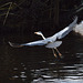 Grey Heron in Flight