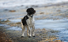 Der Kleine Münsterländer kam herangelaufen :)) The Small Münsterländer came running towards us :)) Le petit Münsterländer est venu en courant vers nous :))