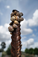 Penedos, Snail totem