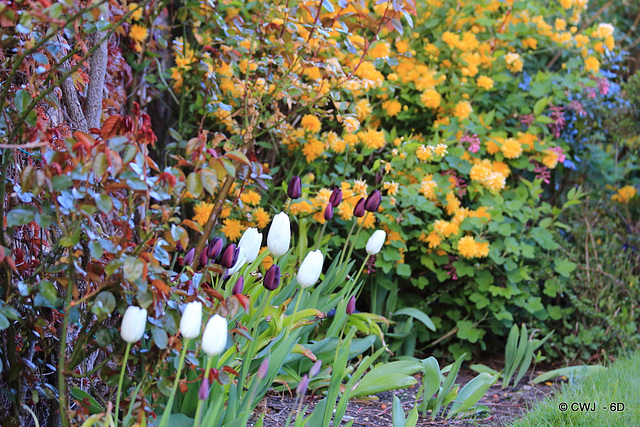 April Tulips