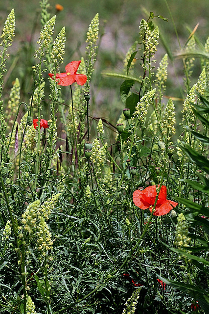 Reseda lutea