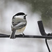 Black-capped Chickadee