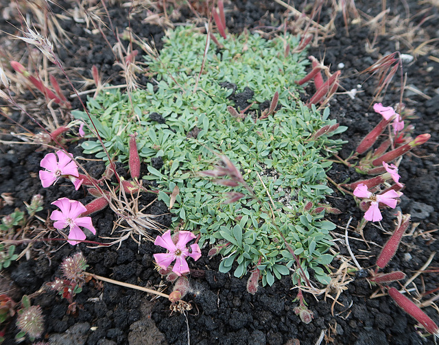 Sicilian Soapwort