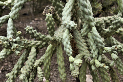 Let's Do the Twist! – Desert Botanical Garden, Papago Park, Phoenix, Arizona Let's Do the Twist! – Desert Botanical Garden, Papago Park, Phoenix, Arizona