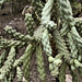 Let's Do the Twist! – Desert Botanical Garden, Papago Park, Phoenix, Arizona