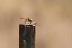 Orange Meadowhawk