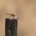 Orange Meadowhawk