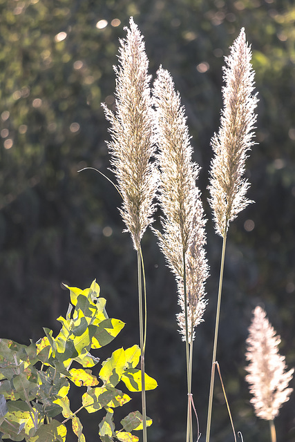 Cortaderia selloana