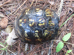 Garip's box turtle - 2019-08-03