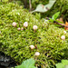 Fungi at Eastham woods