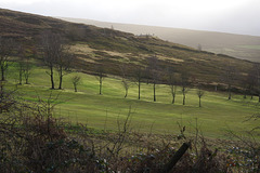 fairway trees