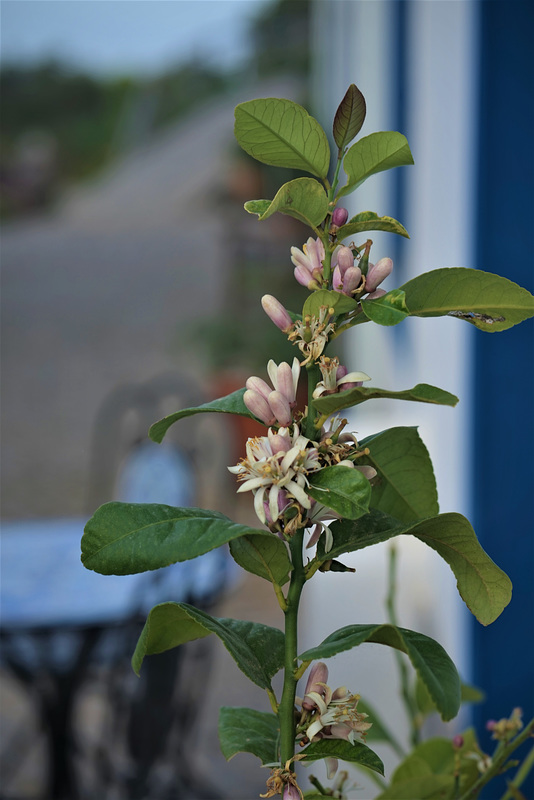 Lemon flowers