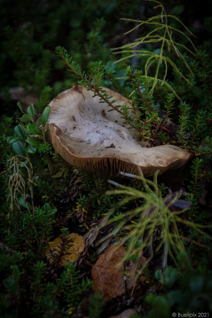 Herbst auf dem Njakajaure-Trail (© Buelipix)