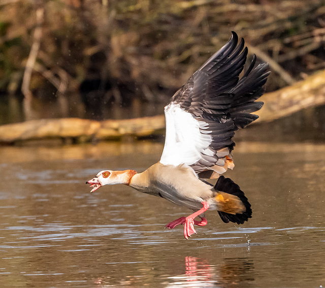 Egyptian goose