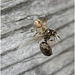 IMG 0419 Queen ant