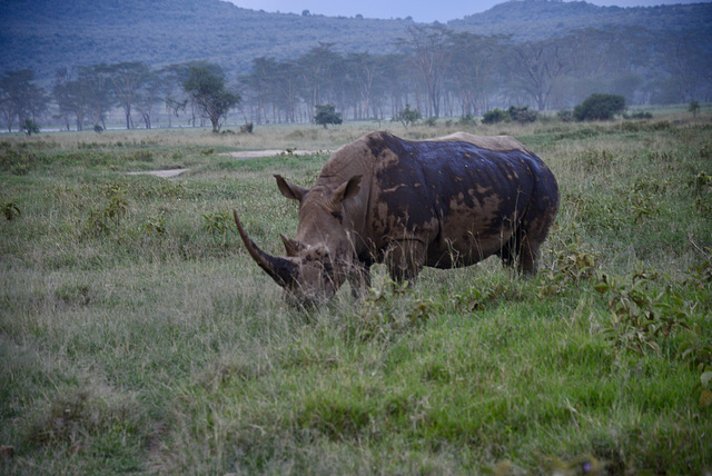 Rhinoceros.