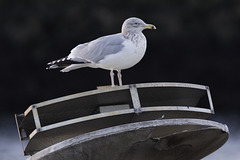 Juvenile Herring Gull