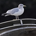 Juvenile Herring Gull