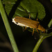 IMG 2274 Beetle-2