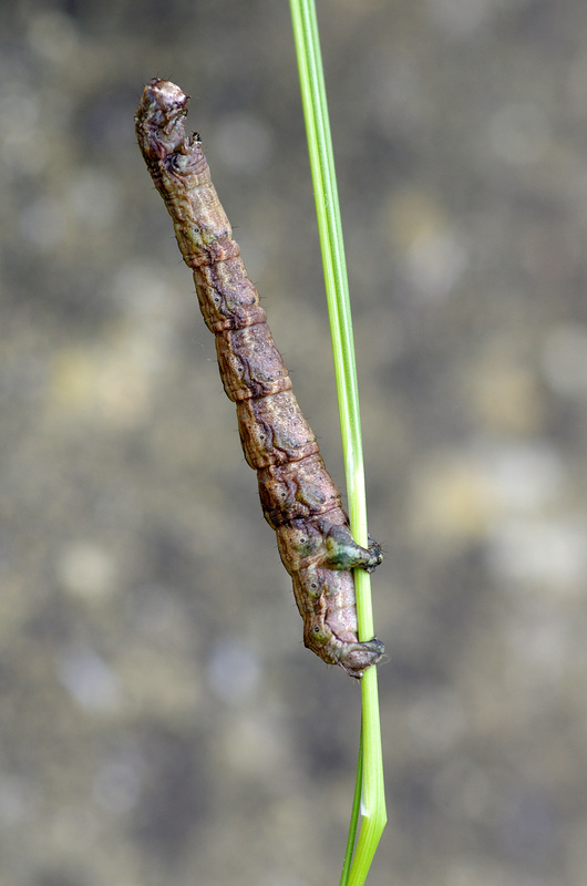 Erect caterpillar