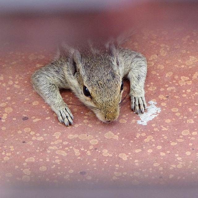 Squirrel, hiding under the bath