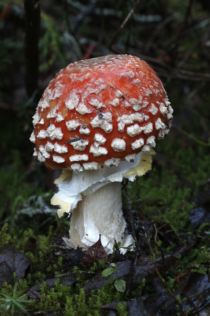 Fly Agaric