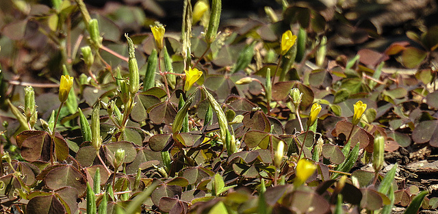 20170704 2349CPw [D~LIP] Aufrechter Sauerklee (Oxalis stricta L., Syn.: Oxalis europaea Jord. und Oxalis fontana Bunge), Bad Salzuflen