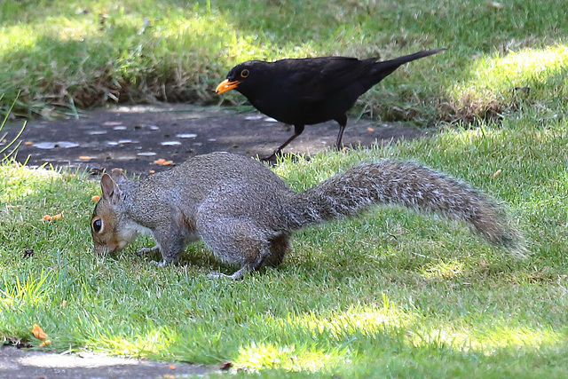 EOS 6D Peter Harriman 10 36 51 9058 Squirrel dpp