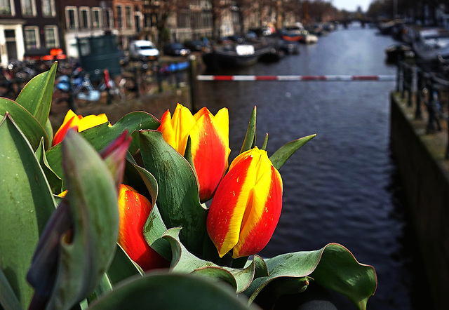 Tulpengracht