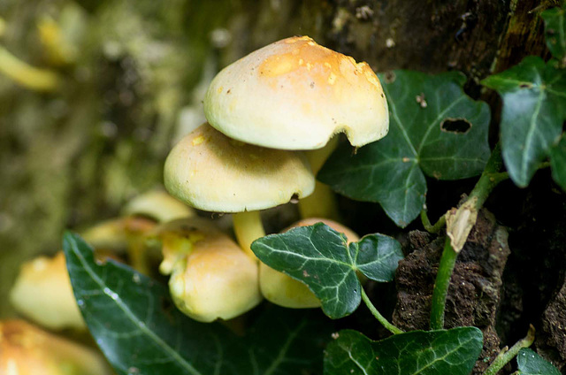 Fungi d33