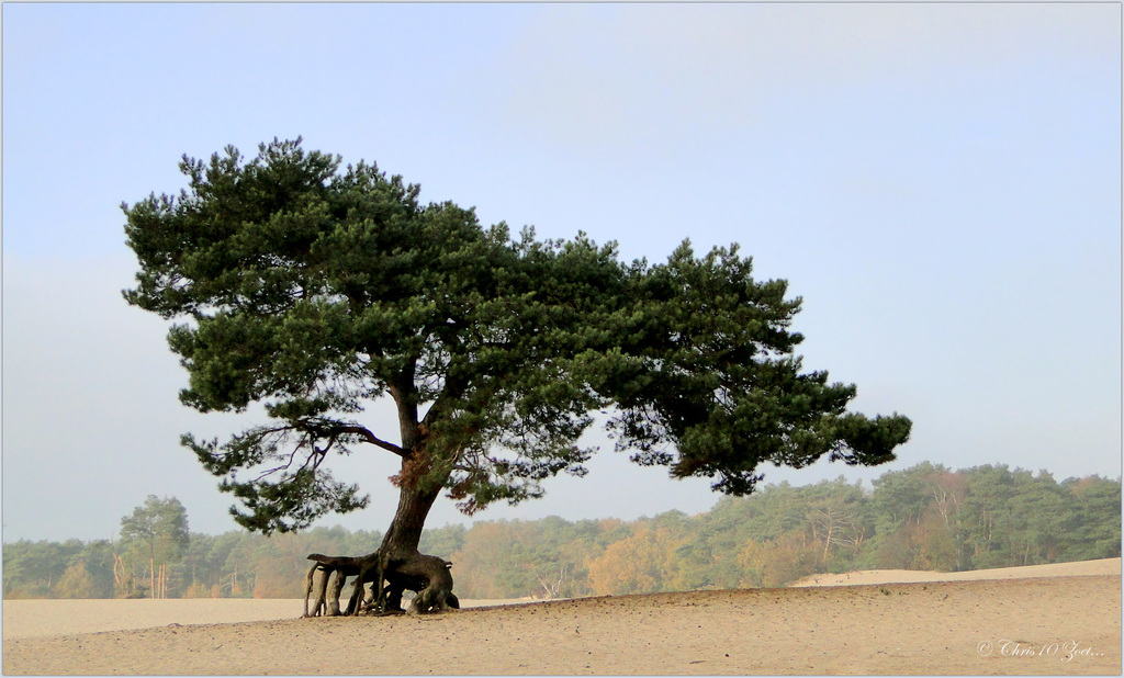 Tree with long Toes...