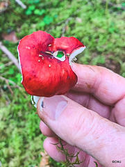 IF Amanita POISONOUS!