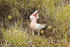 Pink Cockatoo