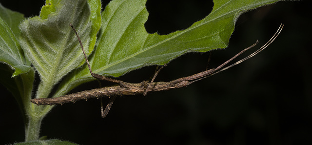IMG 2265 stick insect