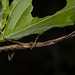 IMG 2265 stick insect