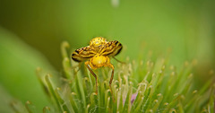 Die Terellia tussilaginis gehört zu den Bohrfliegen :)) The Terellia tussilaginis belongs to the drill flies :)) La Terellia tussilaginis appartient aux mouches perceuses :))